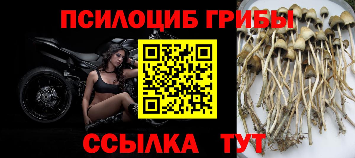 Псилоцибиновые грибы Cubensis Кашира